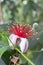 Feijoa flower close-up Acca sellowiana