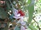 Feijoa flowers and buds on feijoa tree in spring