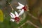 Feijoa flowers close up