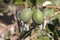 Feijoa fruit on tree