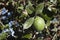 Feijoa fruit on tree