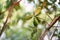 Feijoa fruits ripen on a green tree branch in the garden under the sun