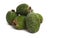 Feijoa green fruit isolated