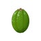 Feijoa isolated exotic brazilian fruit flat icon