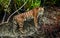 Feirce tigress walking on muddy jungles of Sundarban