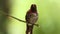Feisty Anna\\\'s hummingbird defends his territory