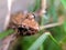 Fejervarya limnocharis is a species of frog found in South East Asia and parts of Indochina. It is known under many common names,