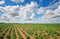 Feld of potatos and cloudy blue sky.