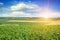 Feld sunflower sprouts and sunrise on sky.