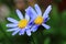 Felicia amelloides or the blue daisy