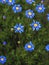 Felicia amelloides, the blue daisy bush,blue felicia isolated on white background