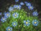 Felicia amelloides, the blue daisy bush,blue felicia isolated on white background