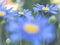 Felicia amelloides, the blue daisy bush,blue felicia isolated on white background