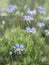 Felicia amelloides, the blue daisy bush,blue felicia isolated on white background