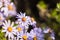 Felicia amelloides flowers close up of the plant