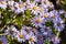 Felicia amelloides flowers close up of plant