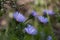 Felicia echinata wild flowers fynbos South Africa