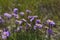 Felicia flowers on blurred background of meadow grass