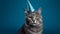 Felicitous feline, cat with birthday hat and blue backdrop