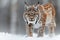 Felidae Carnivore with Big Cat looks at camera in snowcovered terrain