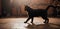 A Felidae carnivore, the black cat with fur walks in dark room on wooden floor