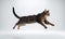 Felidae carnivore cat leaps on white background, showcasing balance and grace