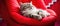 A Felidae carnivore cat is peacefully napping on a cozy red chair