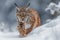 Felidae carnivore Lynx with whiskers walking in snow, terrestrial animal