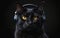 Felidae Cat with headphones in darkness, listening with its sensitive ears