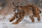 Felidae cat with whiskers and fur walking in the snow