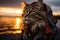 Felidae cat with whiskers in jacket and scarf at sunset by water