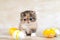 Felidae cat with whiskers sitting by Easter eggs on table. breed exotic cat, exotic shorthair, Persian