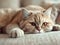 A Felidae, Domestic shorthaired cat lays on a couch, gazes at the camera