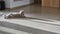 A Felidae lays on the flooring, with its tail swaying on the asphalt surface