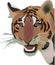 Feline animal carnivorous tiger face-