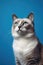 Feline Anticipation: Domestic Cat Portrait on Blue Background