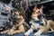 feline and canine astronauts working together to repair broken spacecraft