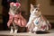 feline and canine models strutting their stuff on the runway in couture fashions