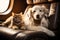 Feline and Canine Relaxation: Cat and Dog Resting in Private Jet Cabin . AI