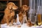 feline and canine scientists in laboratory, performing experiment with test tubes and beakers