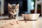 Feline dining: adorable cat eating dry food