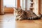 Feline Elegance: Cat Posing Gracefully on a Wooden Floor.