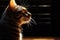 Feline elegance, sunlight reveals the outline of a striped cat
