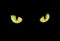 Feline eye in the dark