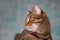 Feline face with green eyes, close-up. European Shorthair cat looks away.