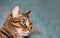 Feline face with green eyes, close-up. European Shorthair cat looks away. Background with cat and free space for