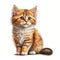 Feline Flair: Adorable Cat Illustration, Isolated on White background - Generative AI