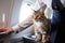 feline flight attendant delivering welcome drinks and snacks to passengers