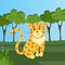 Feline with fluffy hair and dark spots sitting in meadow. Leopard is resting in clearing in forest