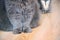 Feline fluffy paws close-up on a wooden floor. a gray long-haired cat and a striped white shorthair cat